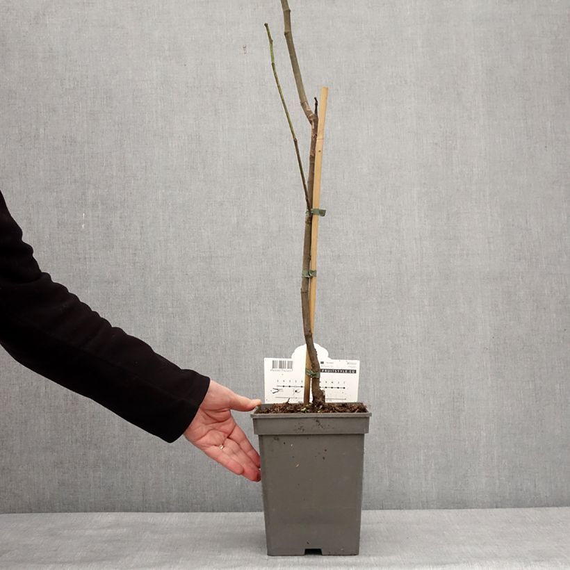 Higuera Brown Turkey Maceta 4L/5L, Vástago Ejemplar entregado en invierno