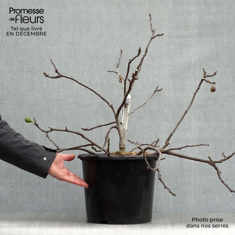 Higuera Figality Maceta 7,5L/10L, Formación arbustiva Ejemplar entregado en invierno