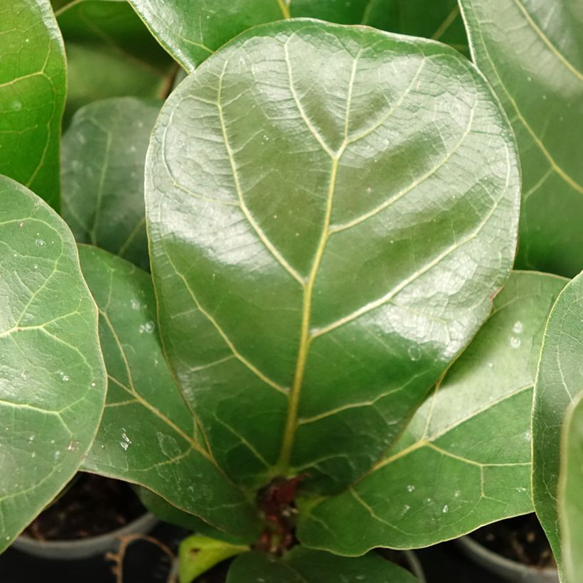 Ficus lyrata (Follaje)