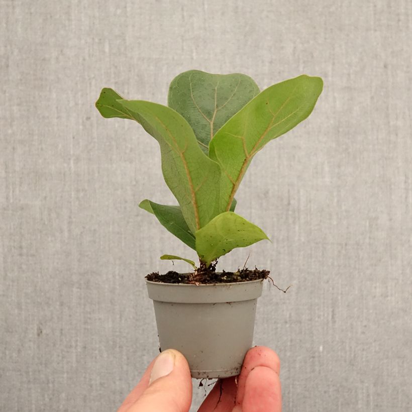 Ficus lyrata miniplanta Ejemplar entregado en la primavera