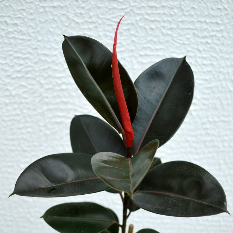 Ficus Burgundy - Ficus elástica (Follaje)