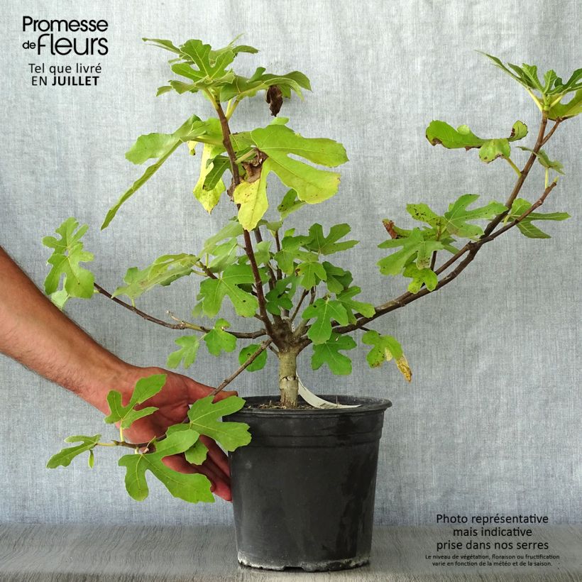 Ejemplar de Higuera Osborn Prolific Maceta 4L/5L entregado en verano