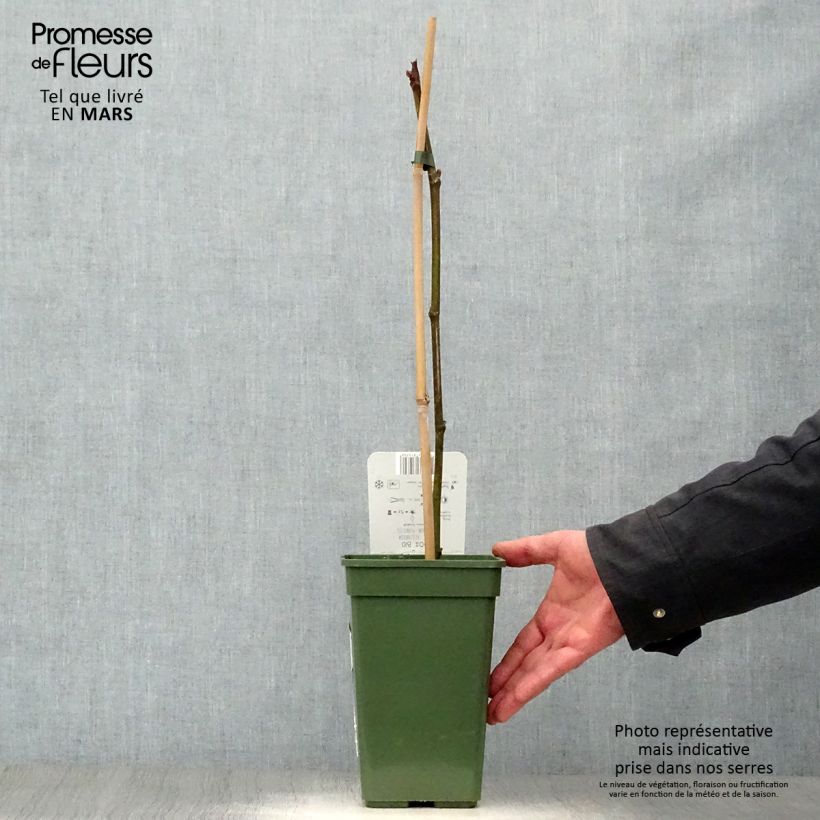 Higuera Perretta Gustissimo Maceta 2L/3L, Formación arbustiva Ejemplar entregado en la primavera