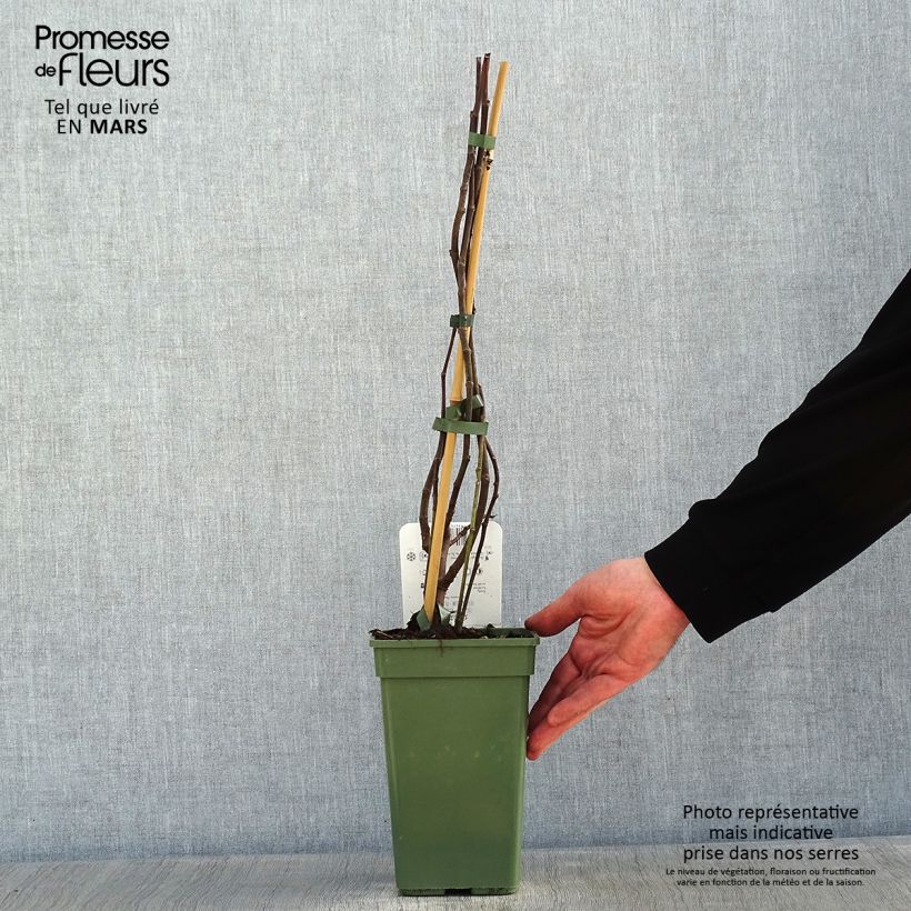 Higuera Perretta Gustissimo Maceta 2L/3L, Formación arbustiva Ejemplar entregado en invierno