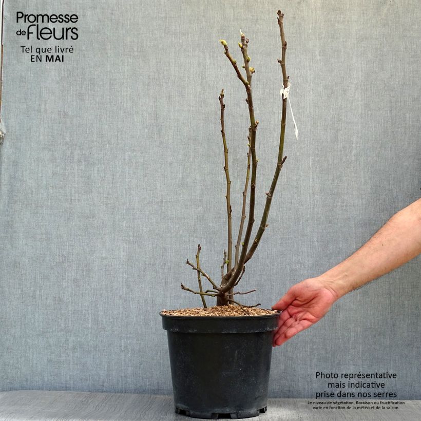 Higuera Ice crystal Maceta 4L/5L, Formación arbustiva Ejemplar entregado en la primavera