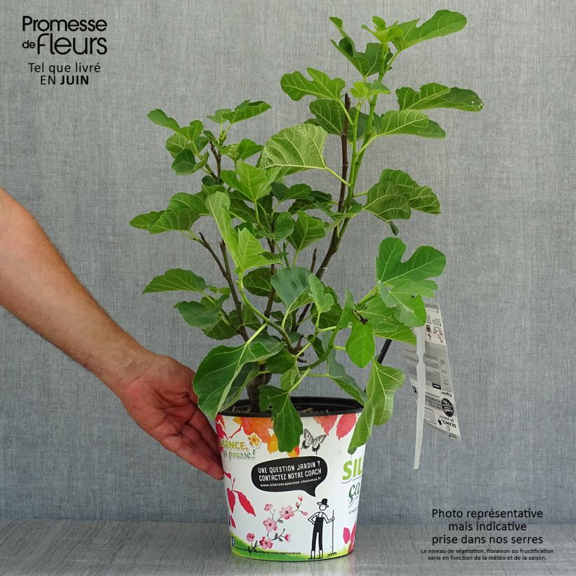 Ejemplar de Higuera Jannot Maceta 4L/5L entregado en verano