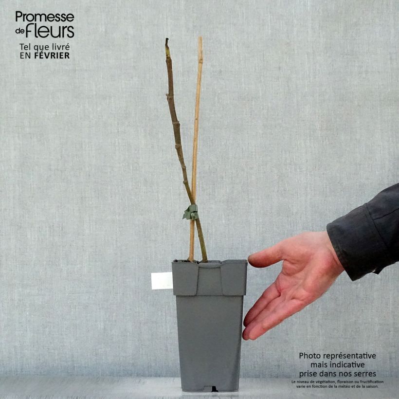 Higuera Madeleine des Deux saisons - Ficus carica Maceta 2L/3L, Vástago Ejemplar entregado en invierno