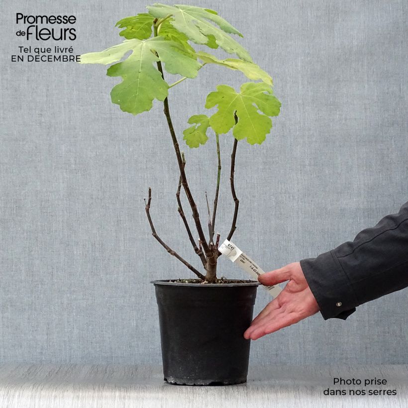 Higuera Madeleine des Deux saisons - Ficus carica Maceta 4L/5L, Formación arbustiva Ejemplar entregado en invierno
