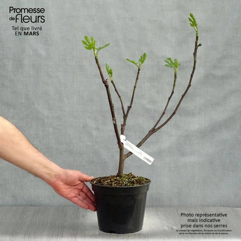 Higuera Madeleine des Deux saisons - Ficus carica Maceta 4L/5L, Formación arbustiva Ejemplar entregado en la primavera