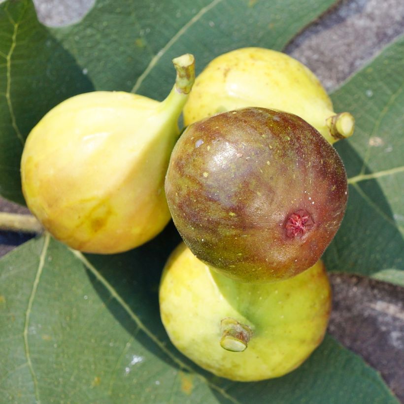 Higuera Madeleine des Deux saisons - Ficus carica (Floración)