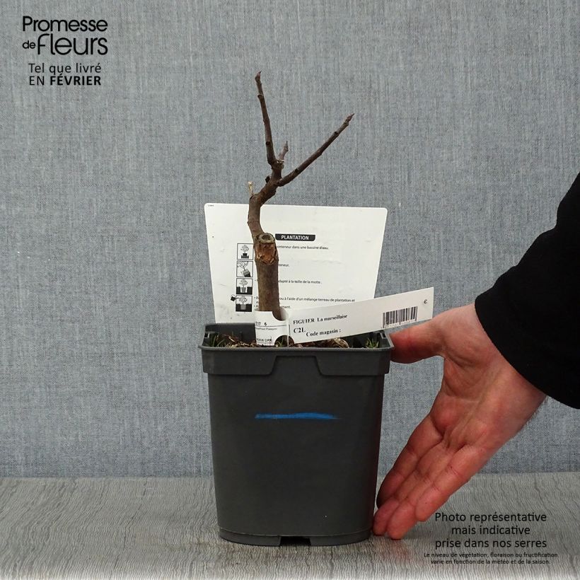 Higuera Marseillaise Maceta 2L/3L Ejemplar entregado en invierno