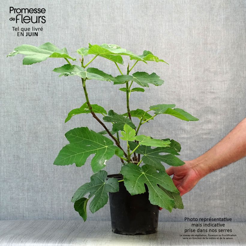 Ejemplar de Higuera Panachée Maceta 4L/5L, Formación arbustiva entregado en verano