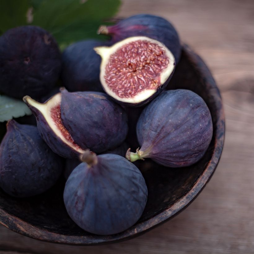 Higuera Violette d'Argenteuil (Cosecha)