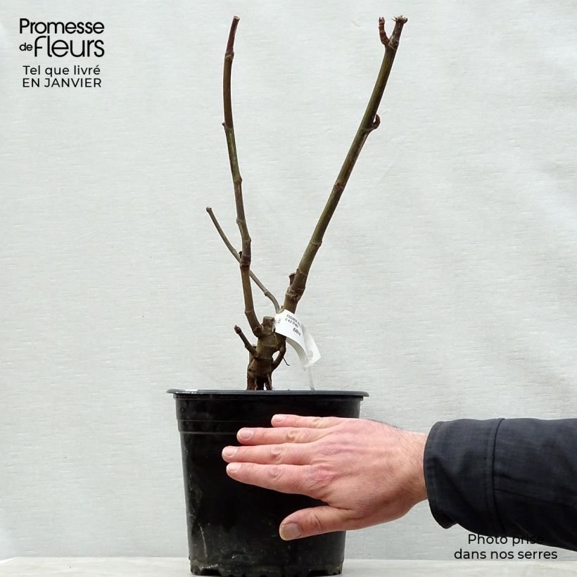 Higuera Violette Dauphine Maceta 2L/3L, Formación arbustiva Ejemplar entregado en invierno