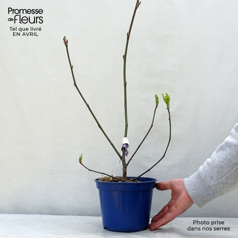 Higuera Figality Maceta 2L/3L, Formación arbustiva Ejemplar entregado en la primavera