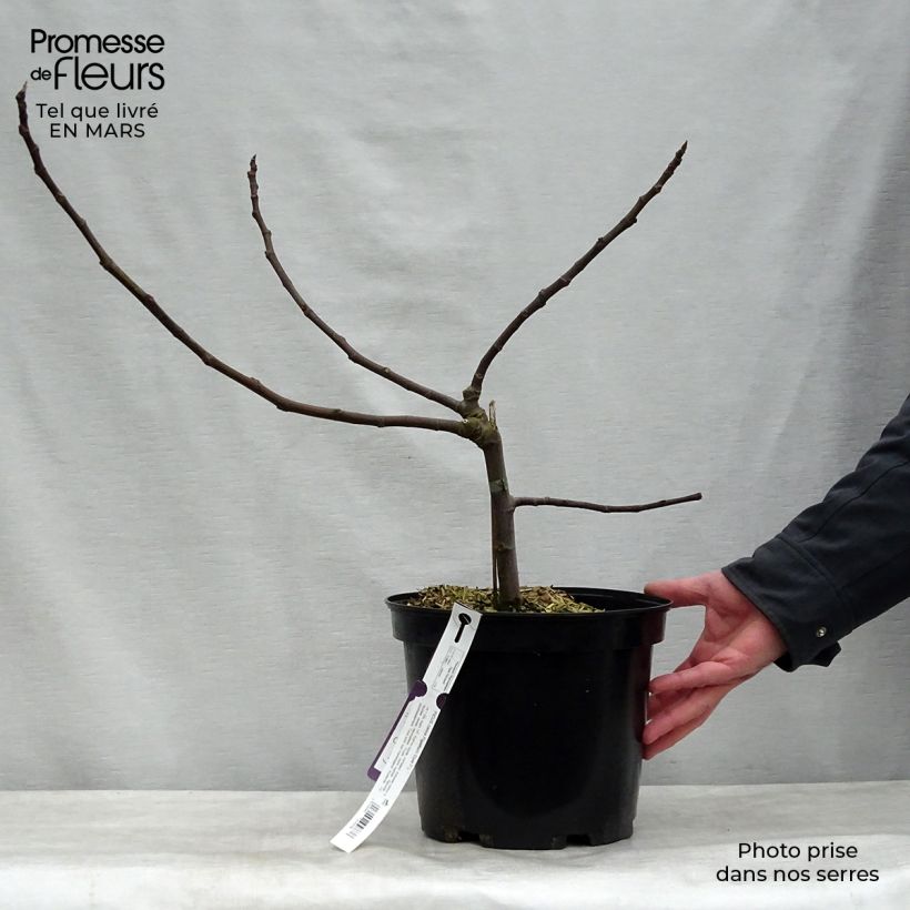 Higuera Figality Maceta 7,5L/10L, Formación arbustiva Ejemplar entregado en la primavera