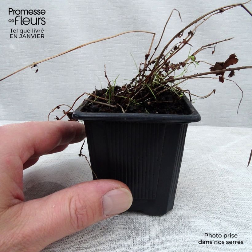 Filipendula Kahome Maceta de 8/9 cm Ejemplar entregado en invierno