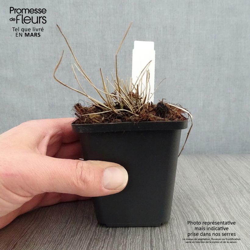 Filipendula palmata Maceta de 8/9 cm Ejemplar entregado en la primavera
