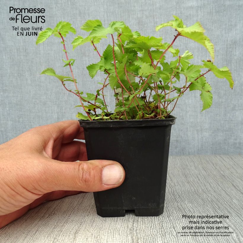 Ejemplar de Filipendula palmata Nana Maceta de 8/9 cm entregado en verano
