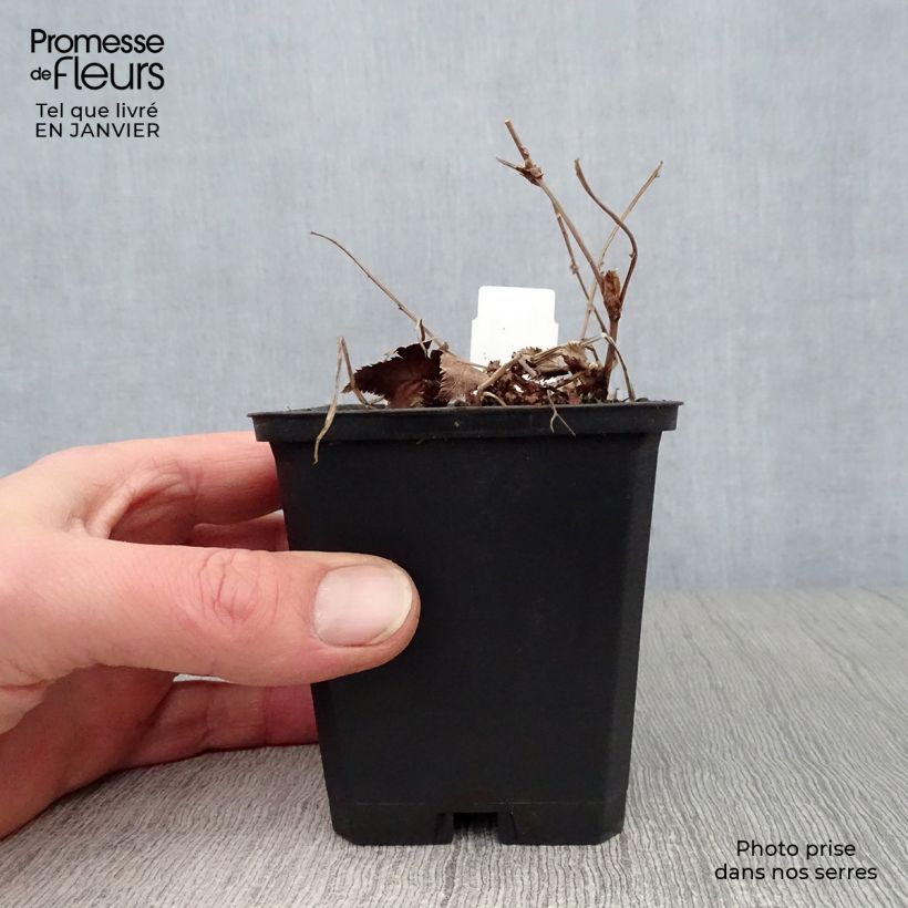 Filipendula palmata Nana Maceta de 8/9 cm Ejemplar entregado en invierno