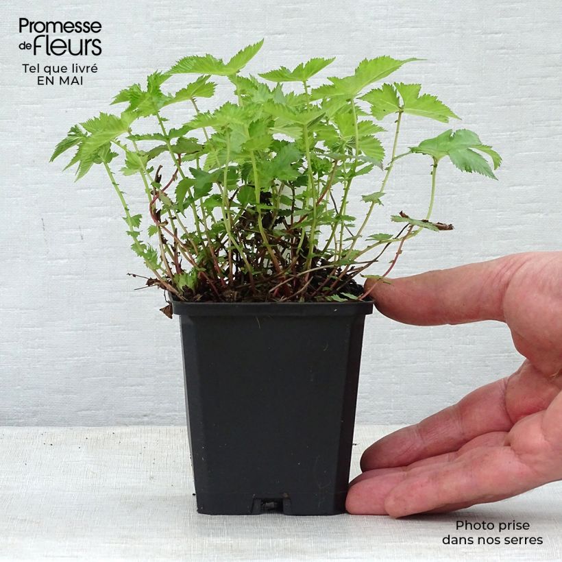 Filipendula palmata Nana Maceta de 8/9 cm Ejemplar entregado en la primavera