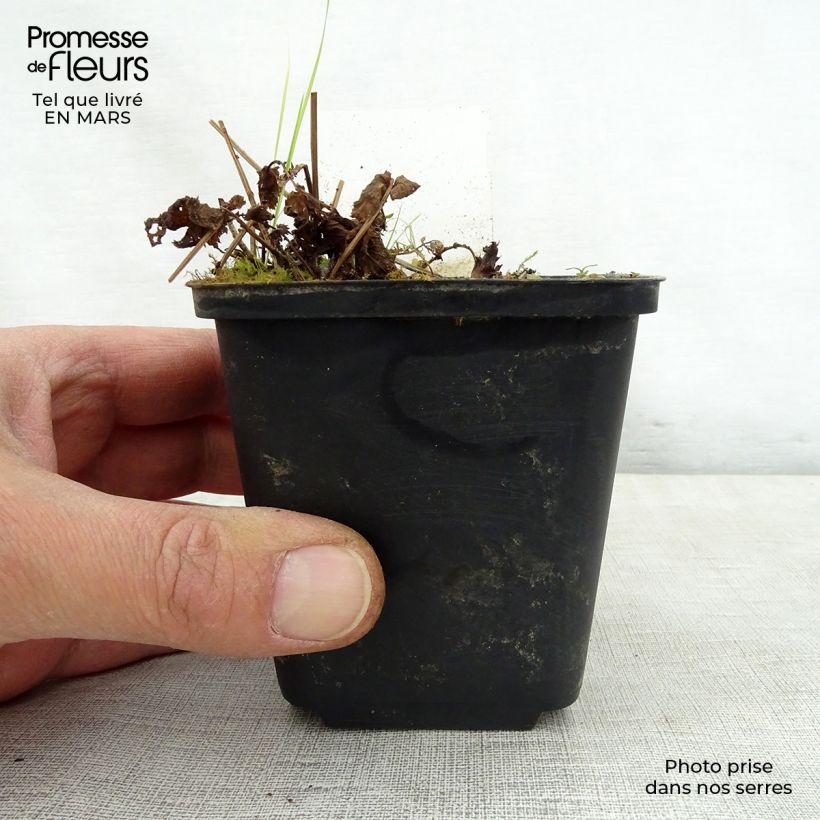 Filipendula purpurea Alba Maceta de 8/9 cm Ejemplar entregado en la primavera