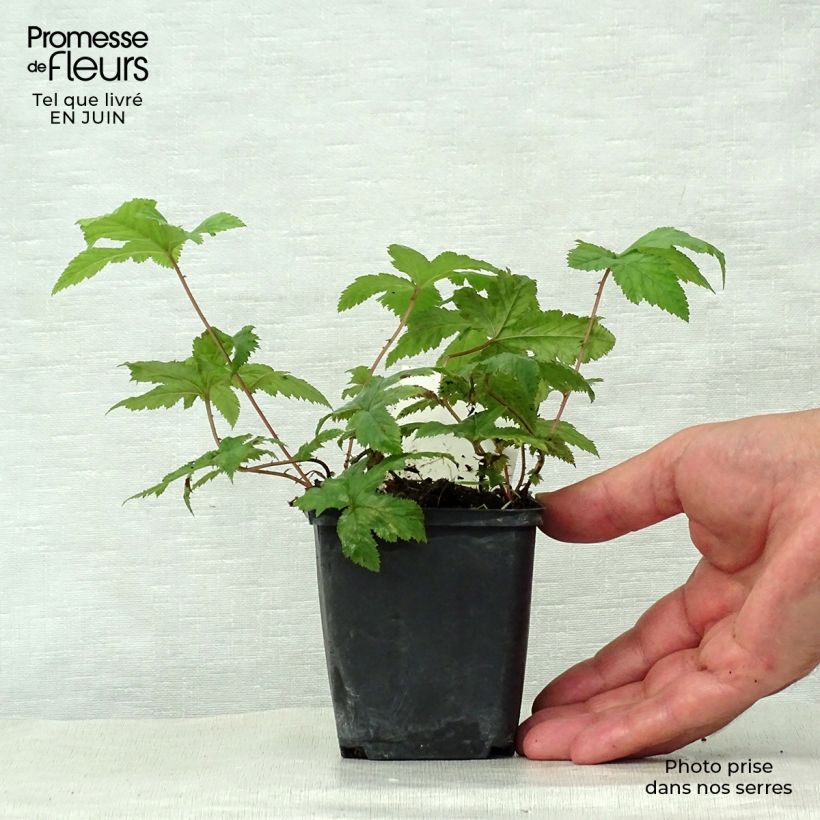 Ejemplar de Filipendula purpurea Alba Maceta de 8/9 cm entregado en verano