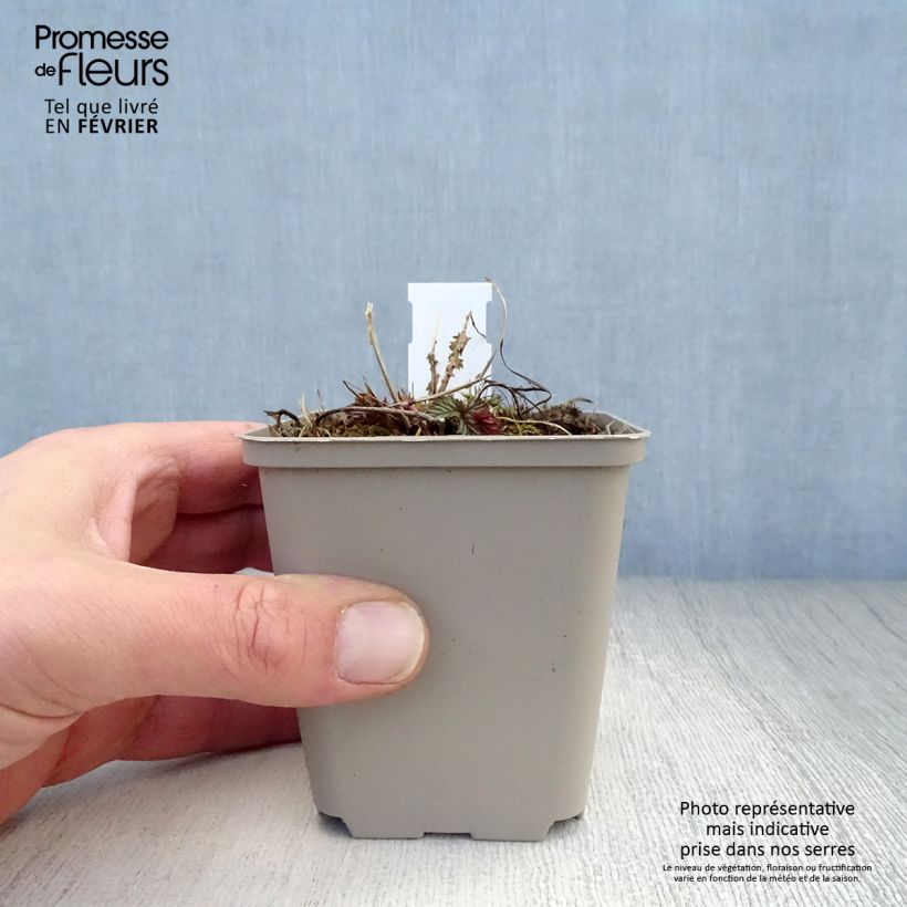 Filipendula purpurea Elegans Maceta de 8/9 cm Ejemplar entregado en invierno