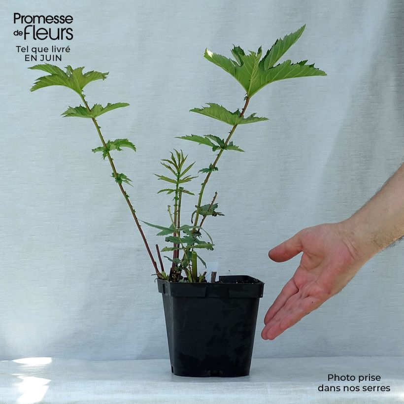 Ejemplar de Filipendula rubra Venusta Maceta 2L/3L entregado en verano