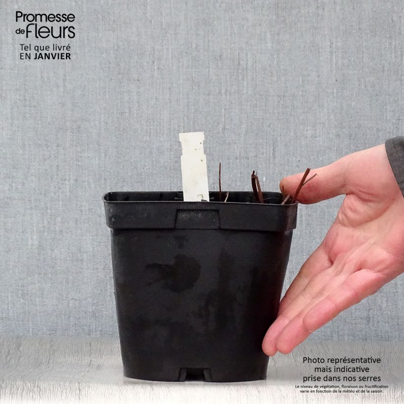 Filipendula rubra Venusta Maceta 2L/3L Ejemplar entregado en invierno