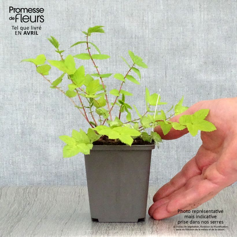 Filipendula ulmaria Aurea Maceta de 8/9 cm Ejemplar entregado en la primavera