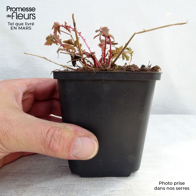 Filipendula ulmaria - Reina de los prados Maceta de 8/9 cm Ejemplar entregado en la primavera