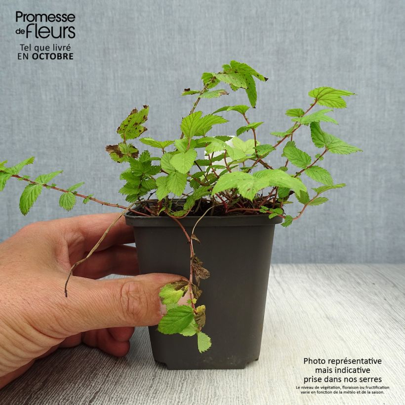 Ejemplar de Filipendula ulmaria Rosea Maceta de 8/9 cm entregado en otoño