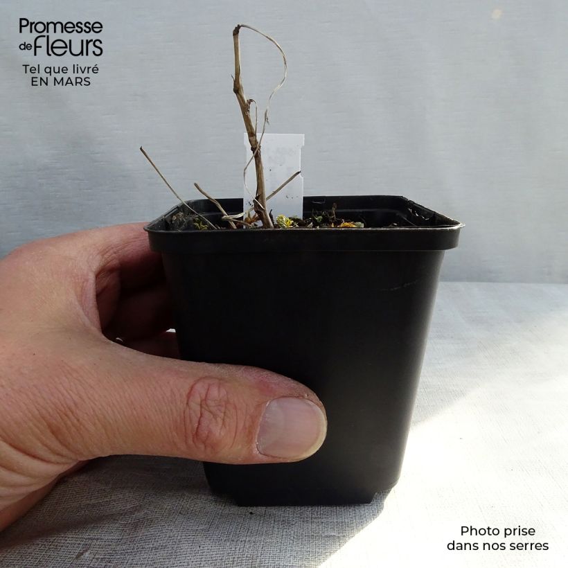 Filipendula ulmaria Variegata Maceta de 8/9 cm Ejemplar entregado en invierno