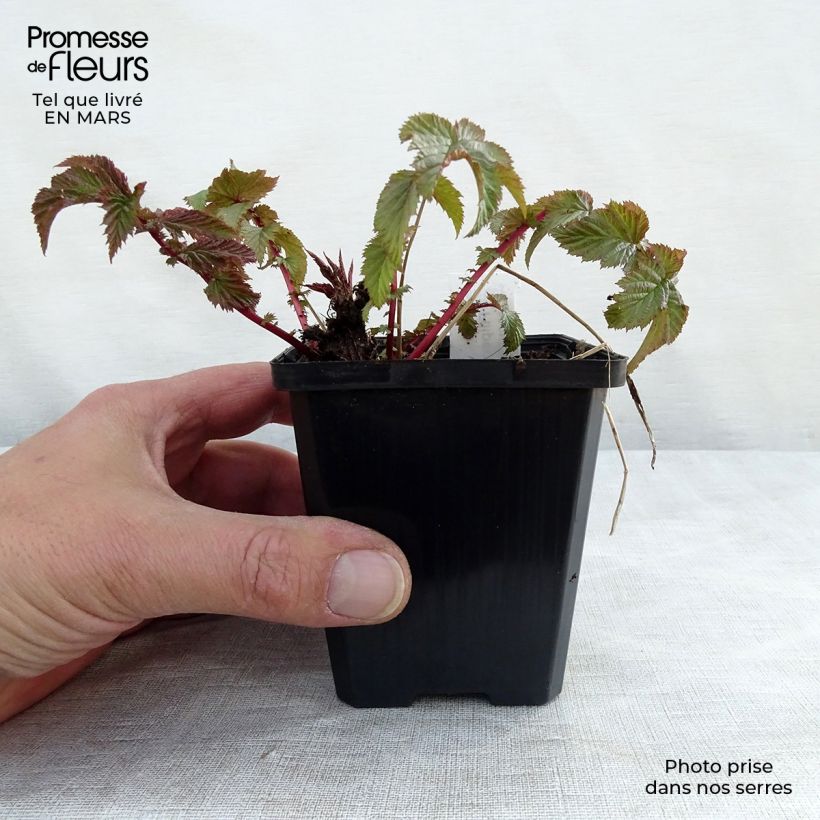 Filipendula vulgaris - Reina de los prados Maceta de 8/9 cm Ejemplar entregado en la primavera