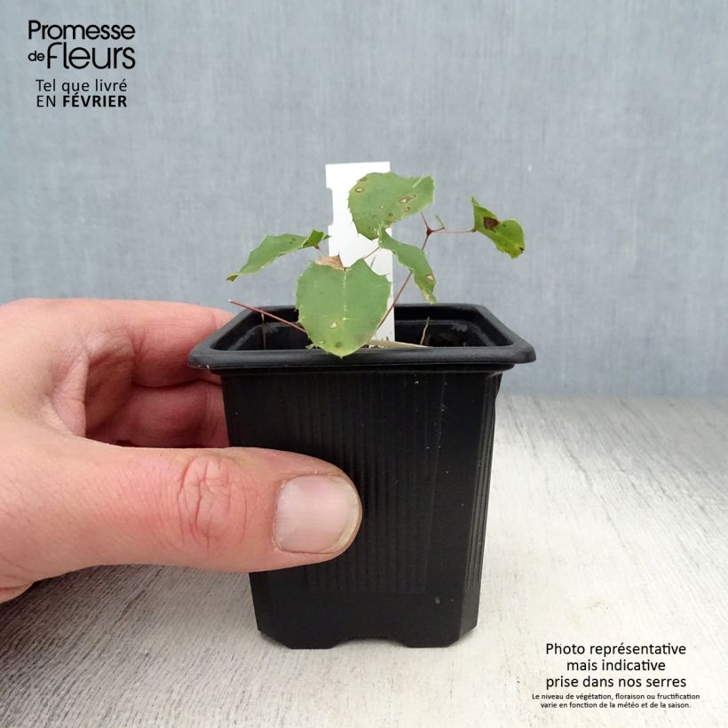 Epimedium Amber Queen Maceta de 8/9 cm Ejemplar entregado en invierno