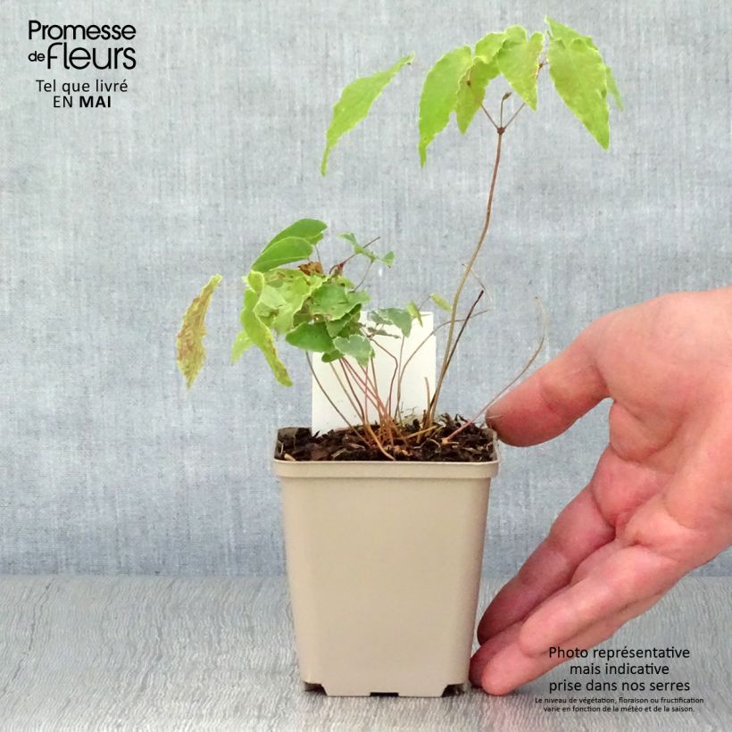 Epimedium Amber Queen Maceta de 8/9 cm Ejemplar entregado en la primavera