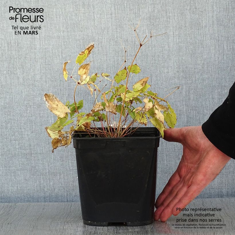 Epimedium Amber Queen Maceta 3L/4L Ejemplar entregado en invierno