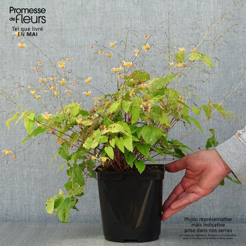 Epimedium Amber Queen Maceta 3L/4L Ejemplar entregado en la primavera