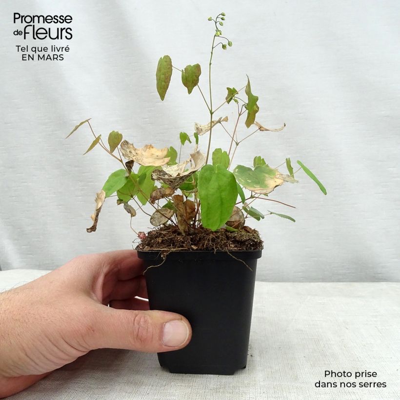 Epimedium Flower Of Sulphur Maceta de 8/9 cm Ejemplar entregado en la primavera