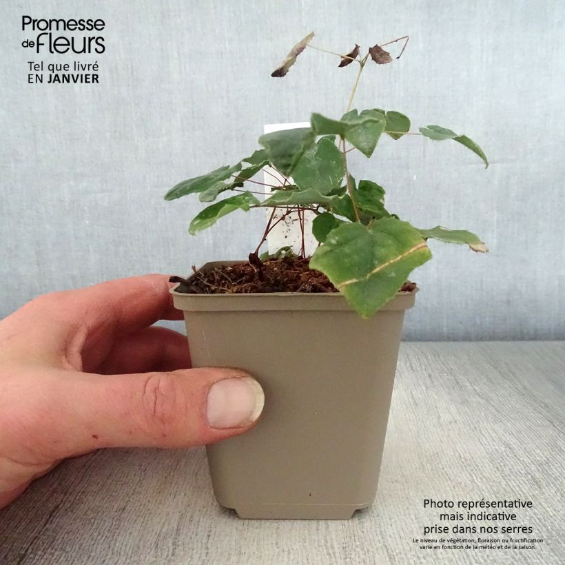 Epimedium Flower Of Sulphur Maceta de 8/9 cm Ejemplar entregado en invierno
