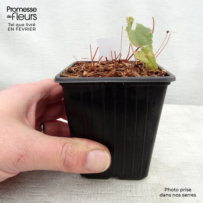 Epimedium Sphinx Twinkler Maceta de 8/9 cm Ejemplar entregado en invierno