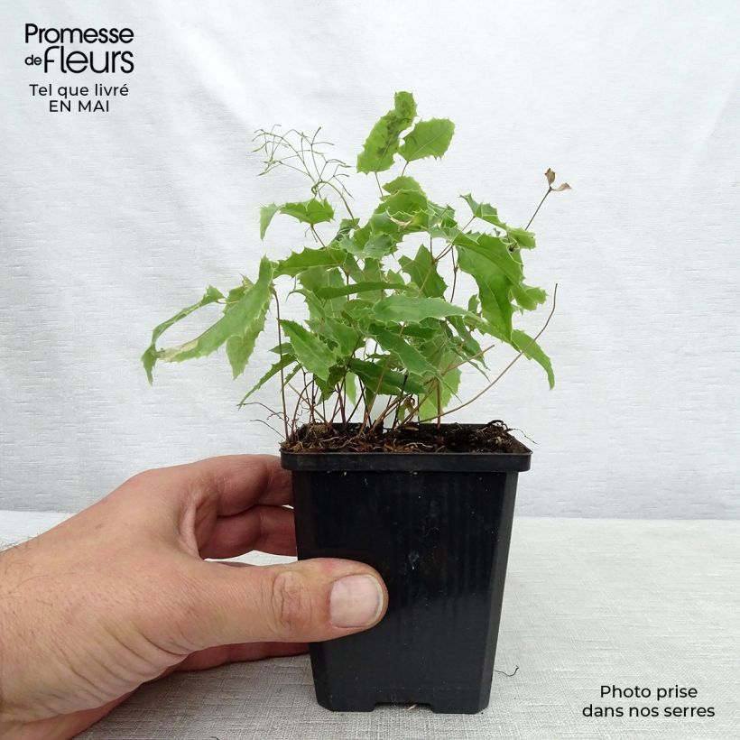 Epimedium Sphinx Twinkler Maceta de 8/9 cm Ejemplar entregado en la primavera