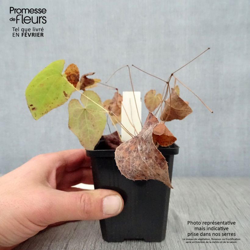 Epimedium pinnatum subsp. colchicum Maceta de 8/9 cm Ejemplar entregado en invierno