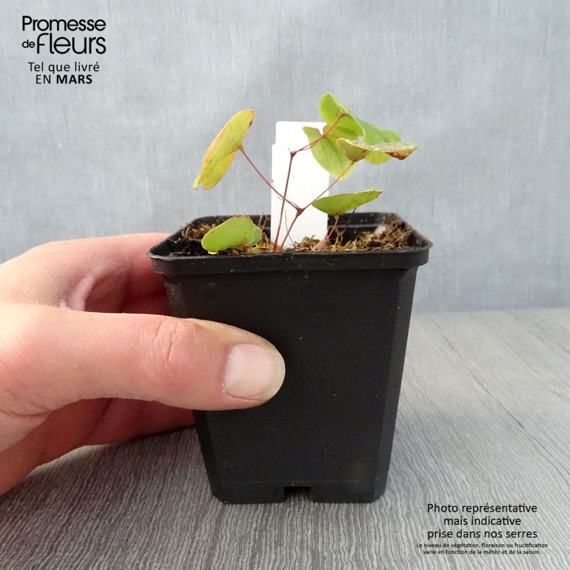 Epimedium pubigerum Maceta de 8/9 cm Ejemplar entregado en la primavera