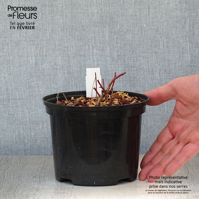 Epimedium pubigerum Orangekönigin Maceta 2L/3L Ejemplar entregado en invierno