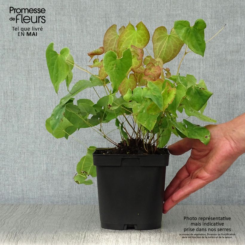 Epimedium pubigerum Orangekönigin Maceta 2L/3L Ejemplar entregado en la primavera