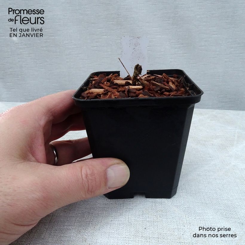 Epimedium Cupreum Maceta de 8/9 cm Ejemplar entregado en invierno