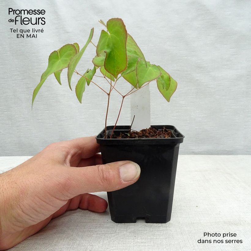 Epimedium Cupreum Maceta de 8/9 cm Ejemplar entregado en la primavera