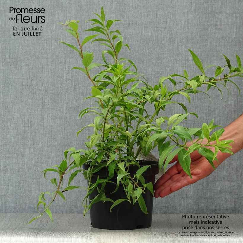 Ejemplar de Forsythia intermedia Marée d'Or Maceta 3L/4L entregado en verano